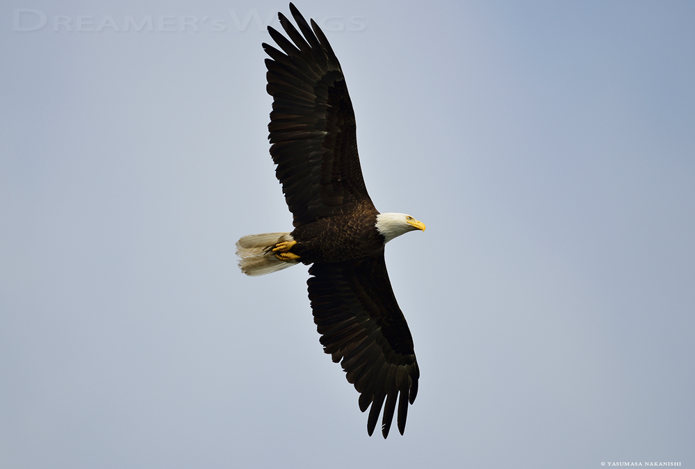 Bald Eagle Bald Eagle
