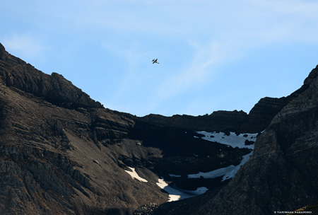 Northrop F-5E Tiger II, Eiger