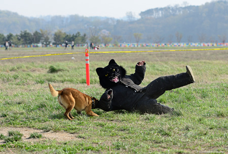 Dog VS Cat